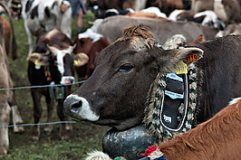 Bernhard Saalfeld - Viehscheid (9v9)